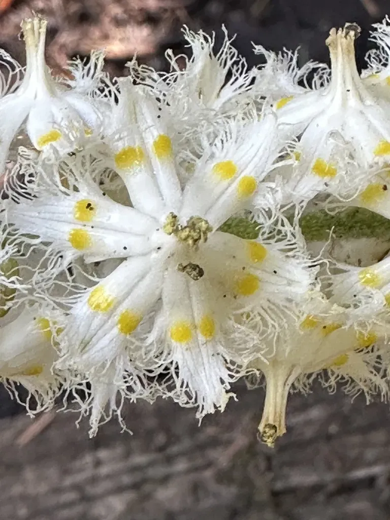 Fringed False Hellebore
