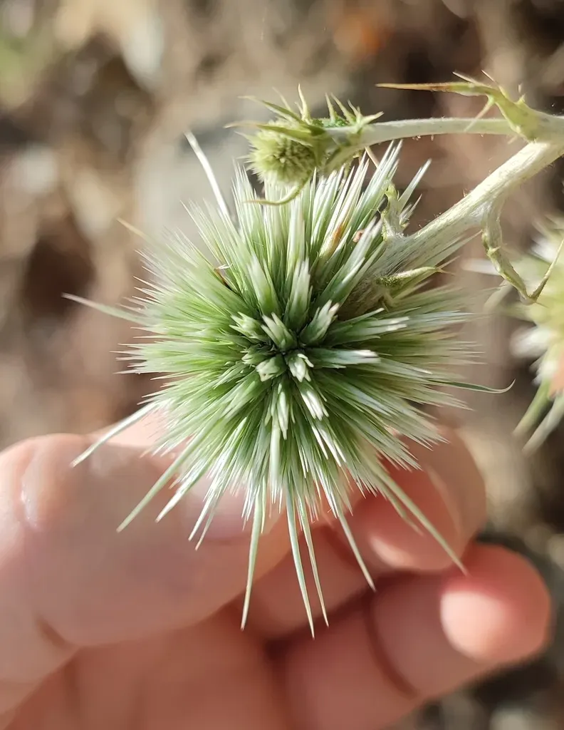 Spiny Globe-thistle