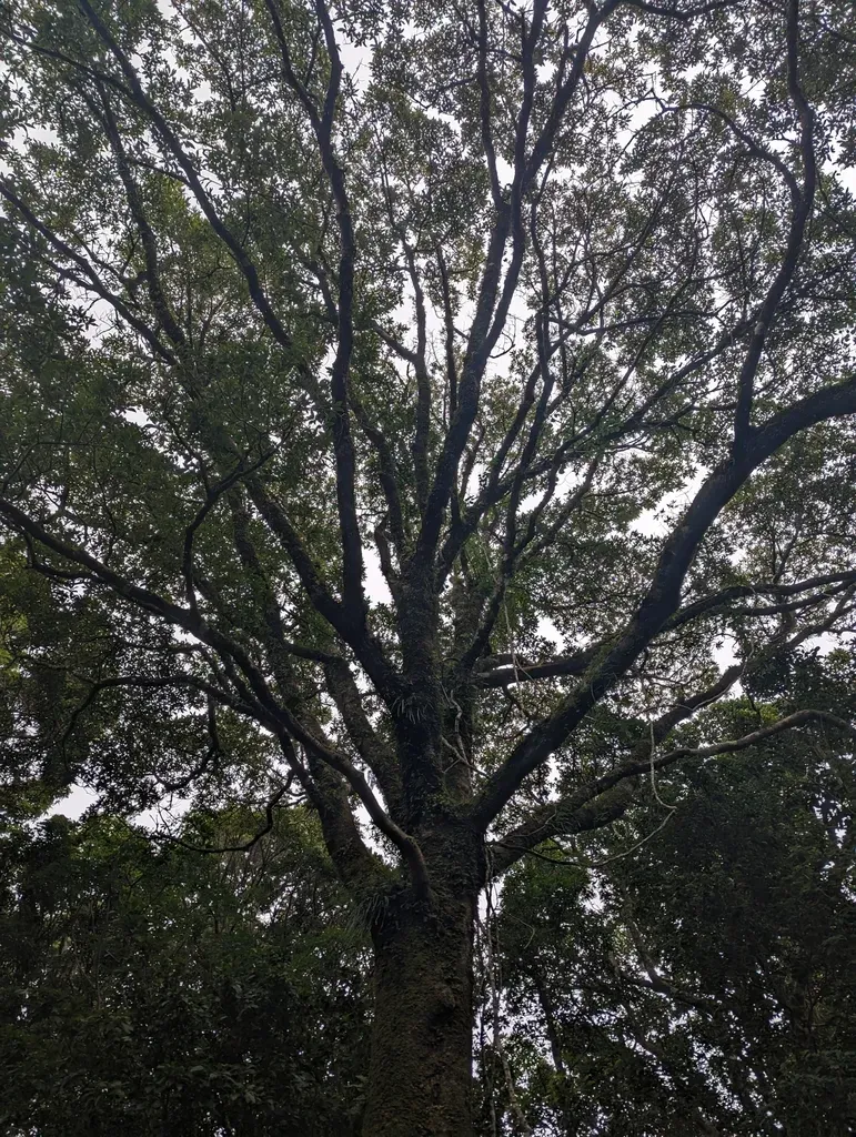 Ocotea Monteverdensis