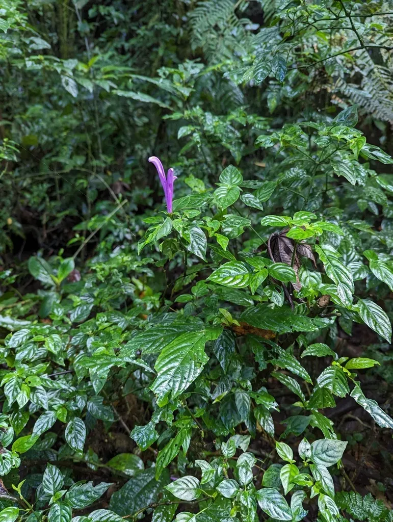 Poikilacanthus Macranthus