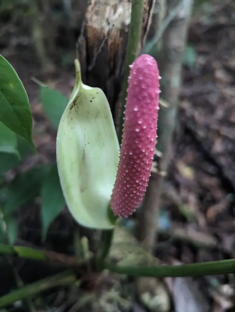 Anthurium Monteverdense