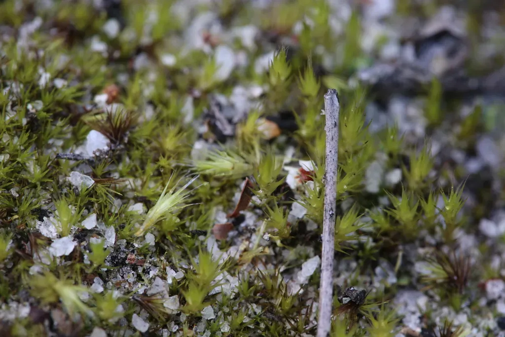 Campylopus Appressifolius