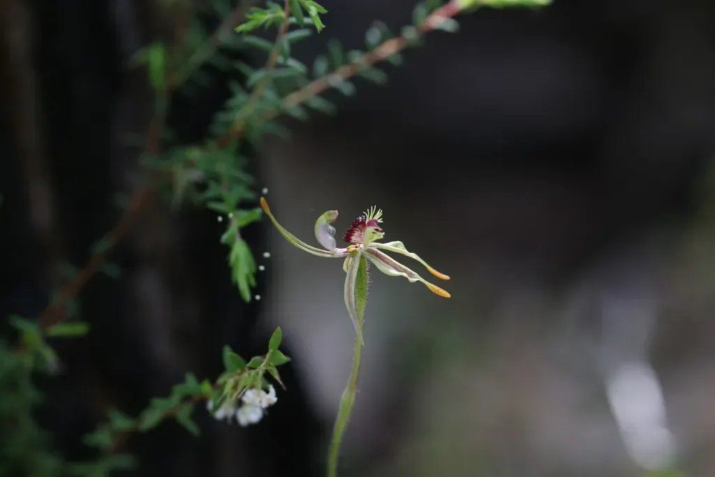 Crab-lipped Spider Orchid