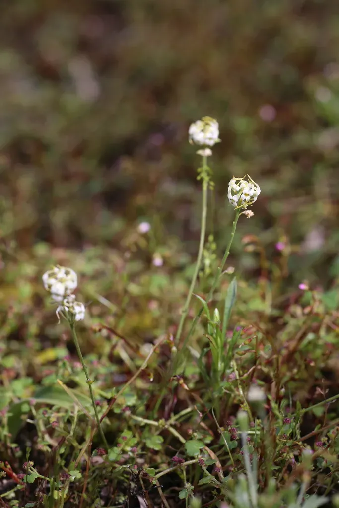 Stenopetalum Robustum