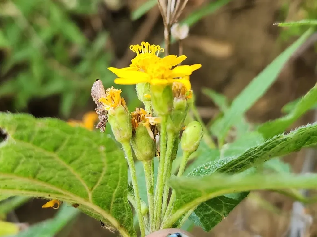 Lasianthaea Ceanothifolia