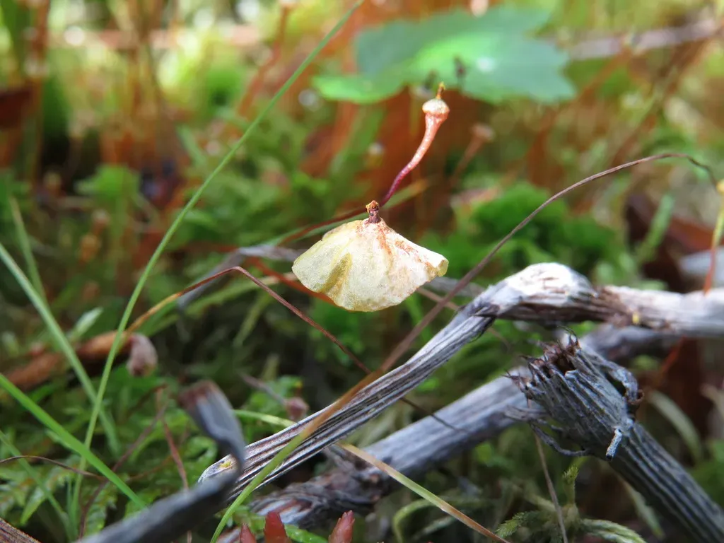 Yellow Moosedung Moss
