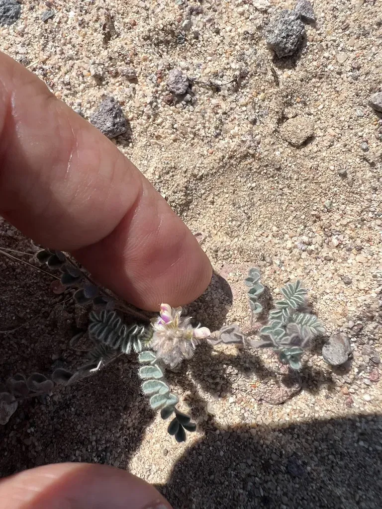 Hairy Prairie Clover