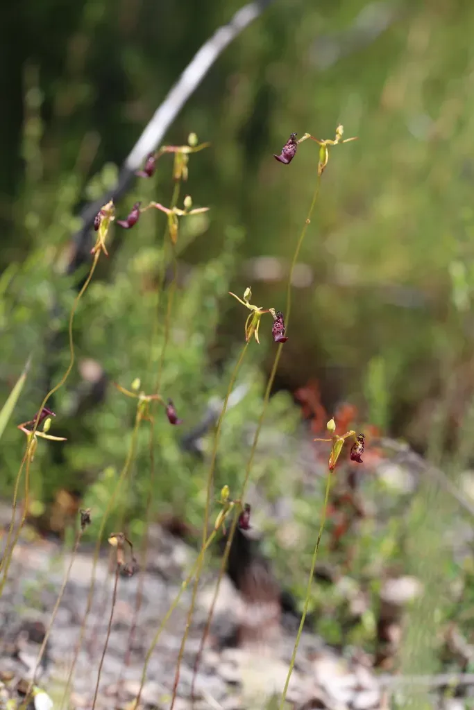 Warty Hammer Orchid