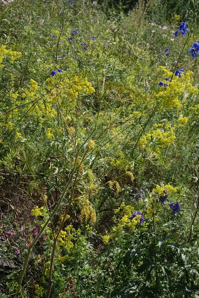 Prescott’s Chervil