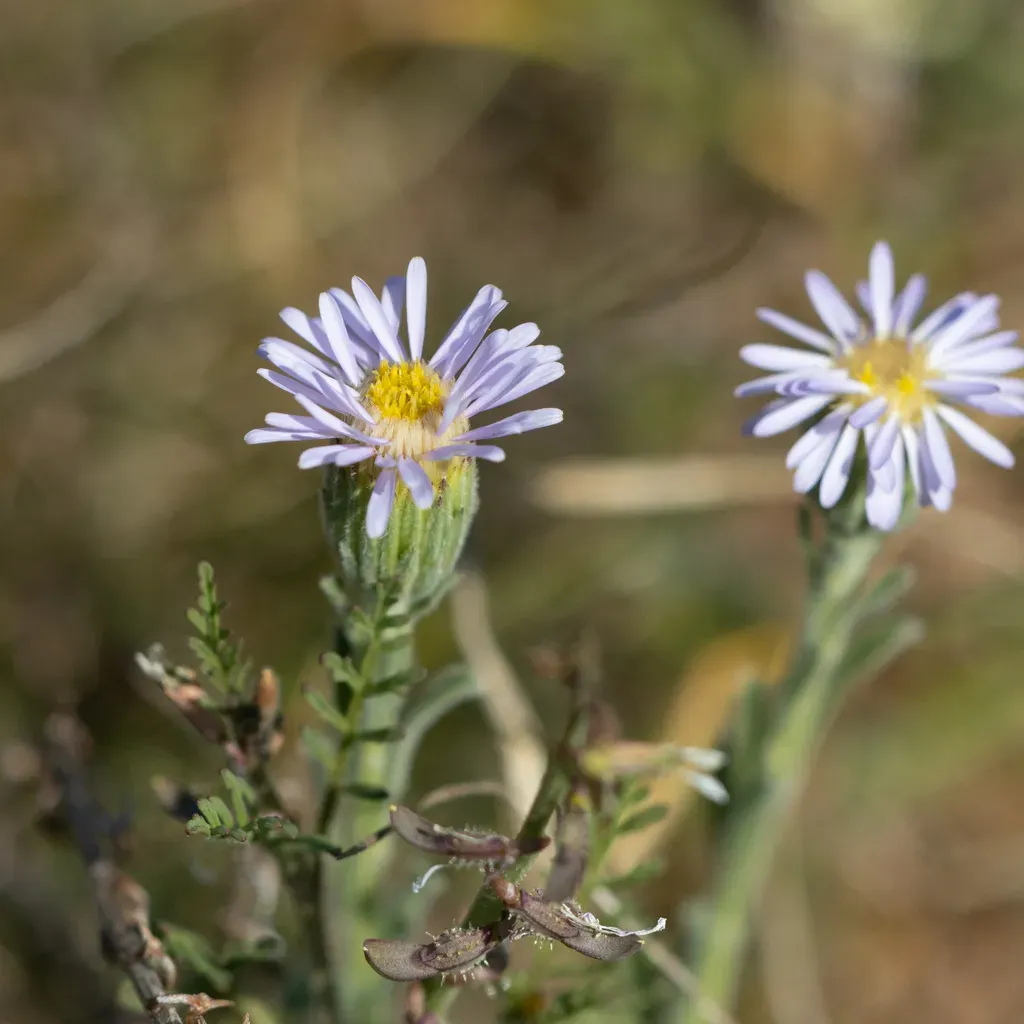 Giant-headed New Holland Daisy
