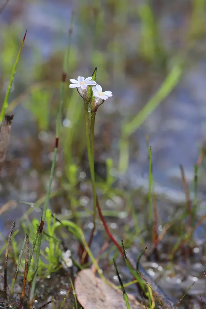 Keighery’s Tiurndin