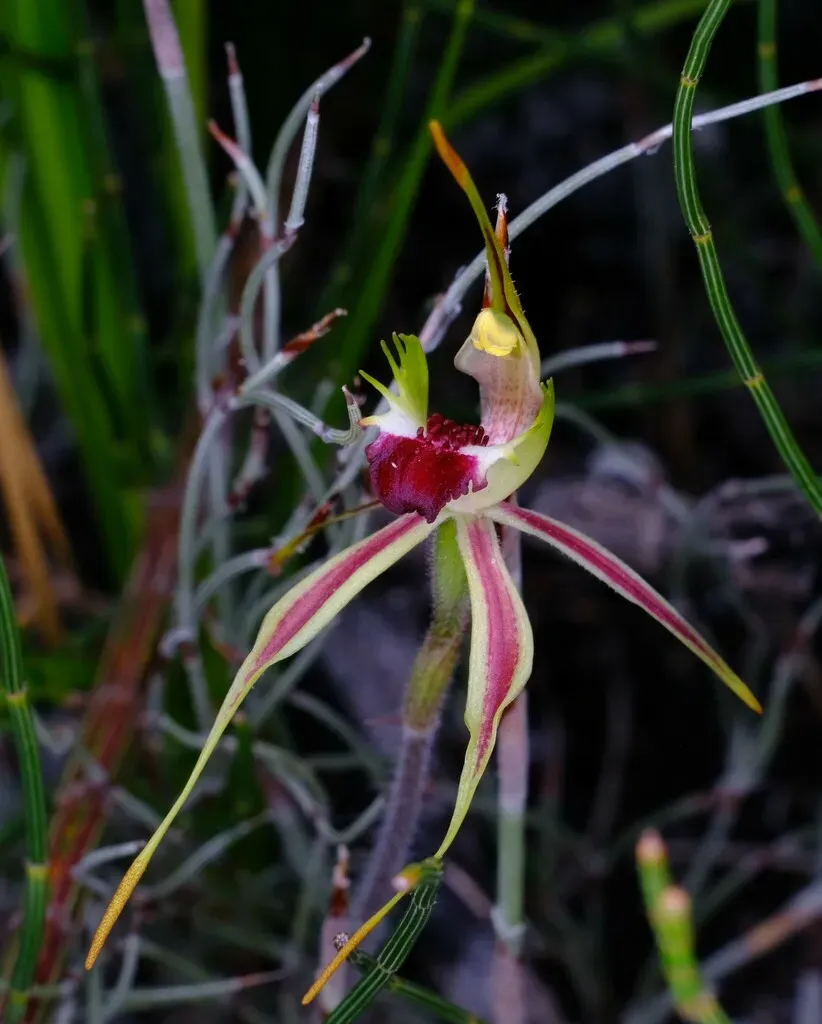 Small Spider Orchid