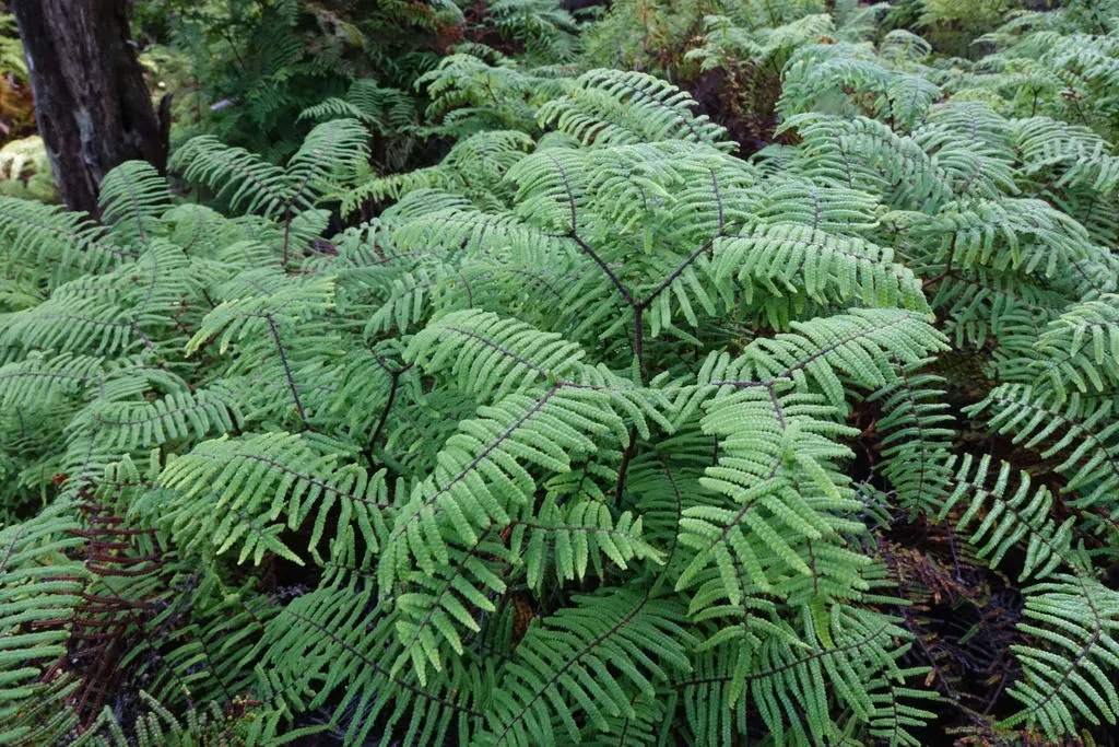 Scrambling Coral Fern
