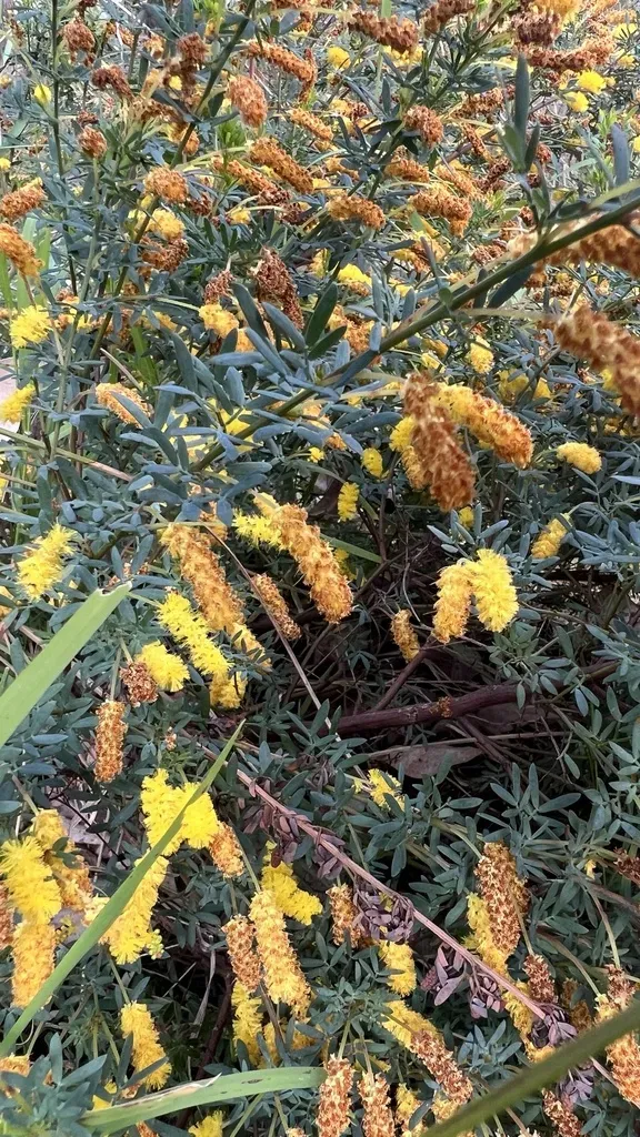 Drummond's Wattle