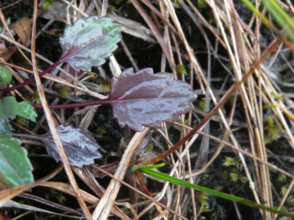 Buek's Groundsel