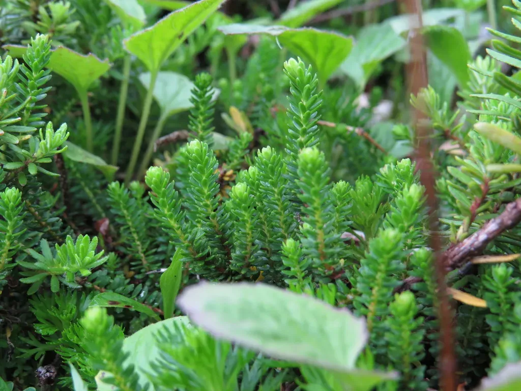 Alaska Bellheather
