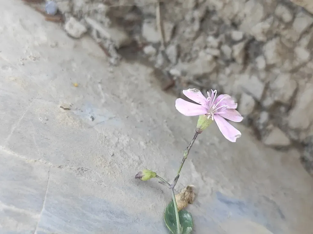 Petrocoptis Pyrenaica