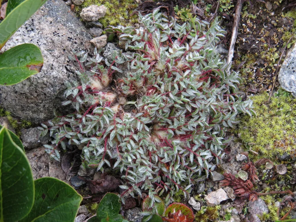 Oxytropis Bryophila