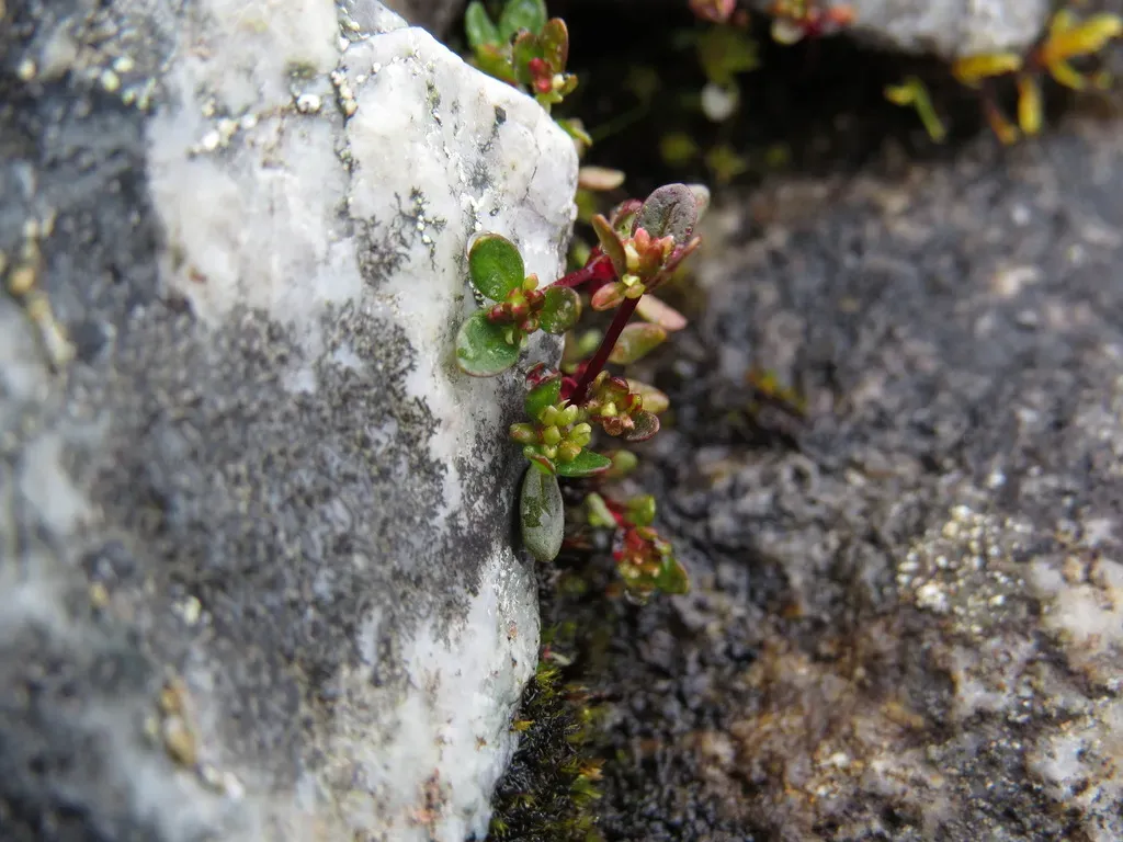 Iceland-purslane