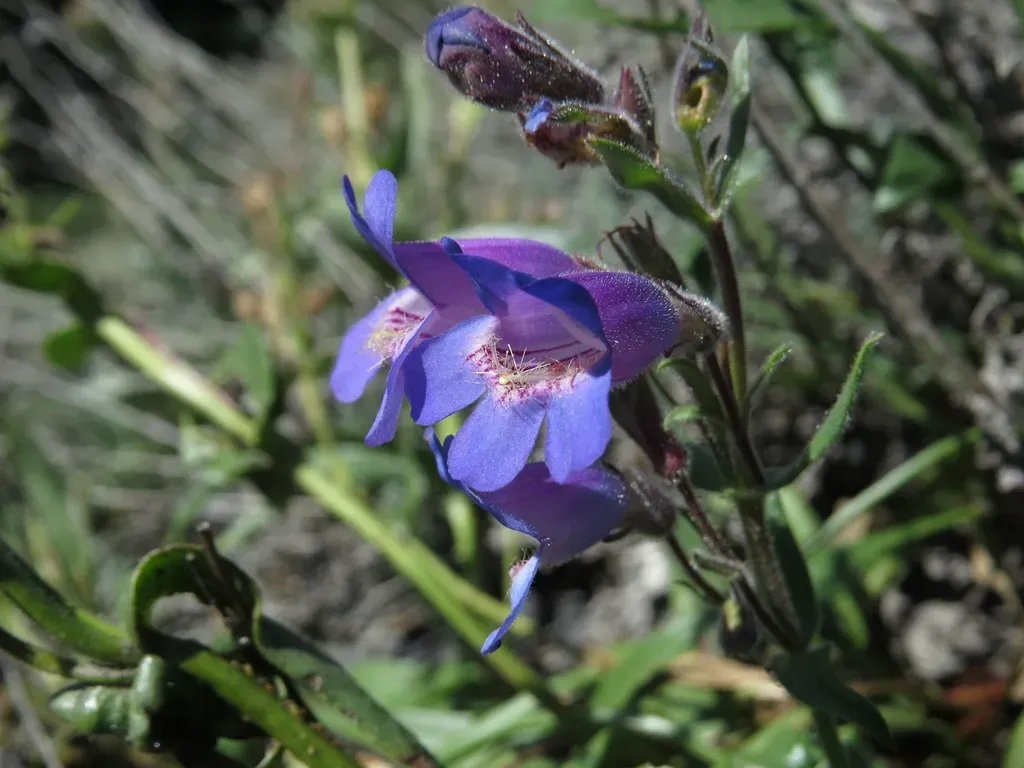 Gorman's Penstemon
