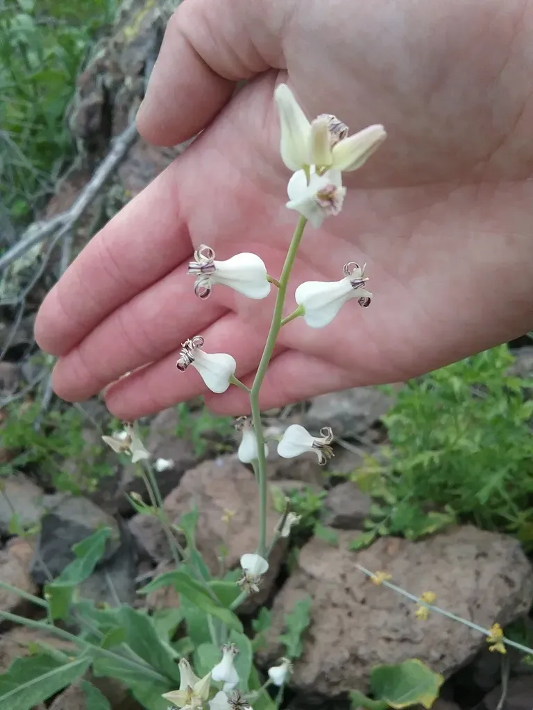 Lyreleaf Jewelflower