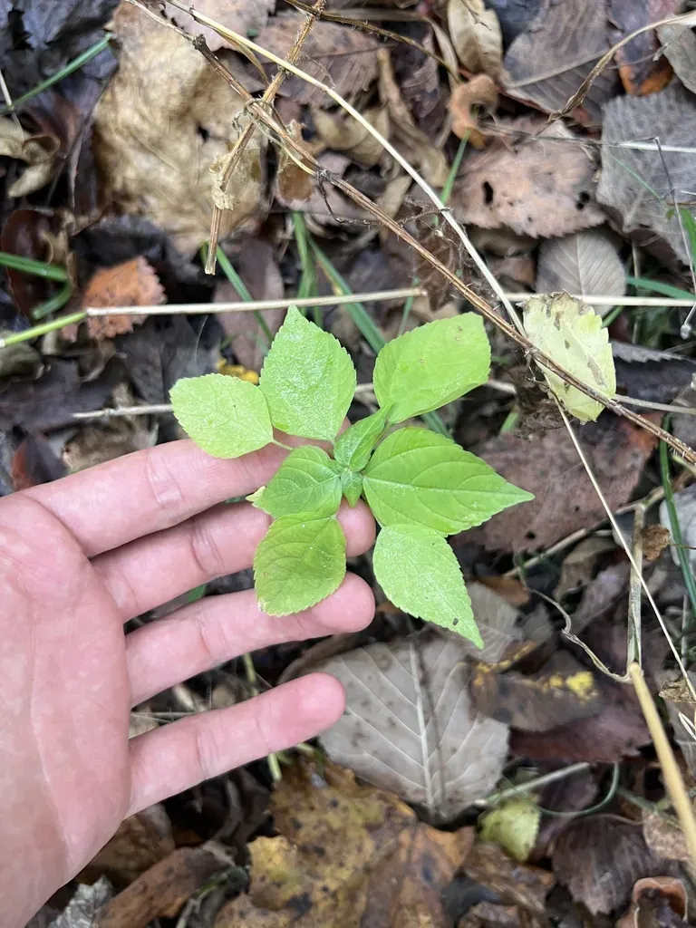 Deam's Two-seeded Mercury