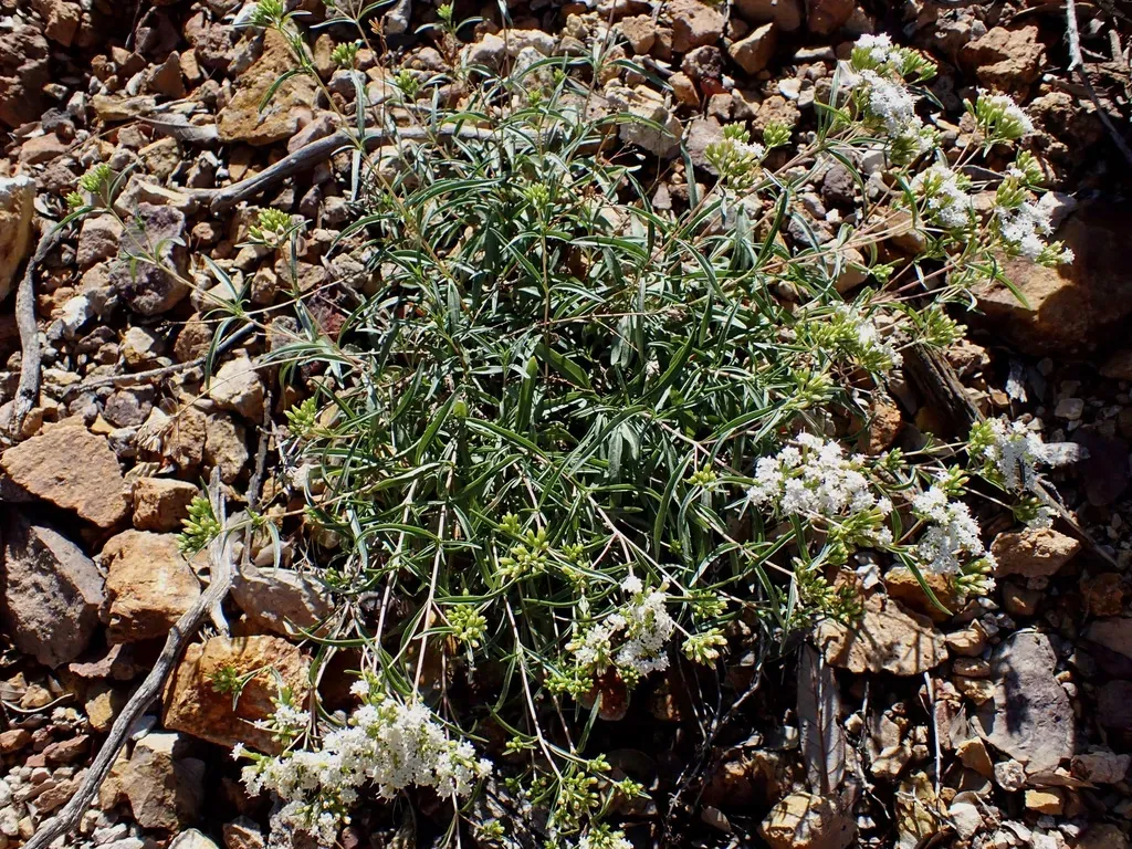 Willow-leaf Candyleaf