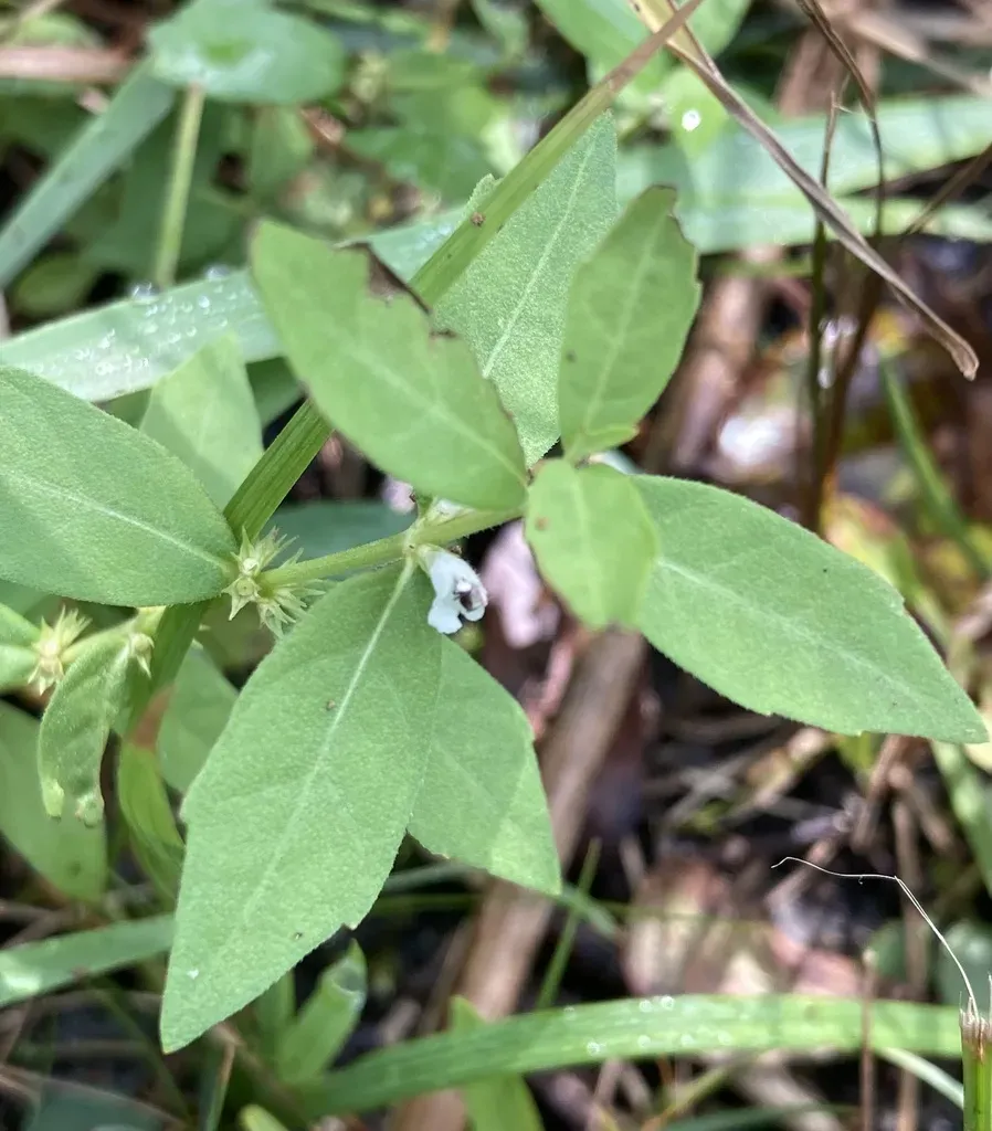 Clasping Water Horehound