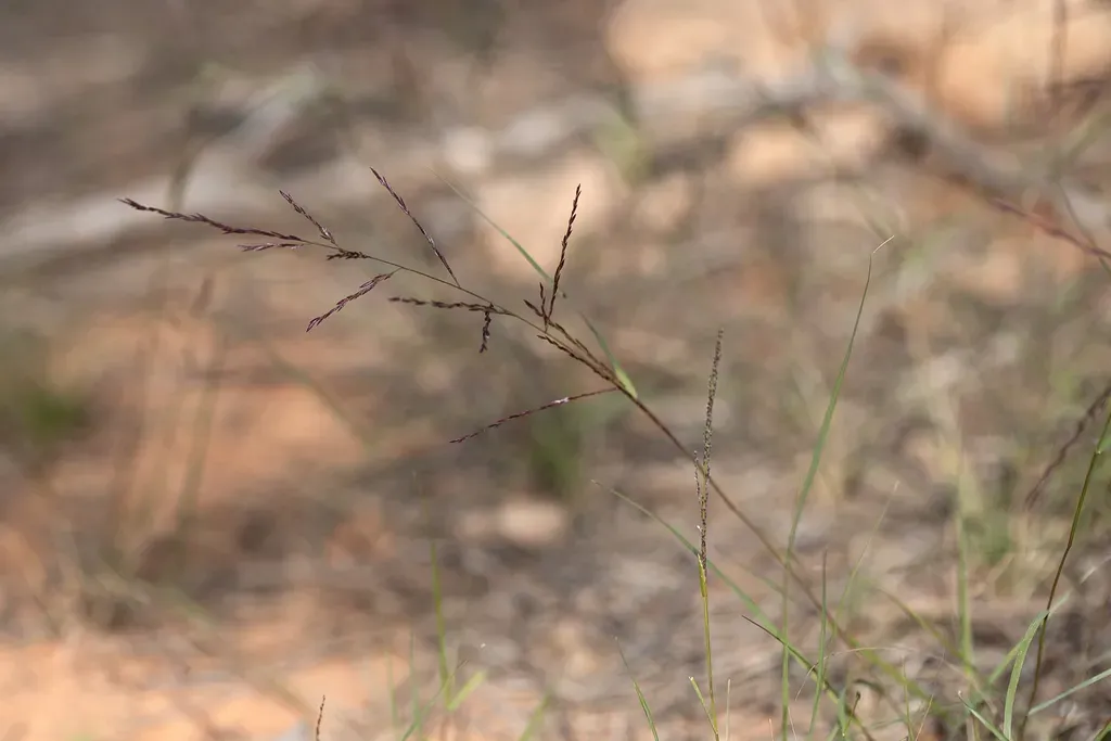 Eragrostis Microcarpa