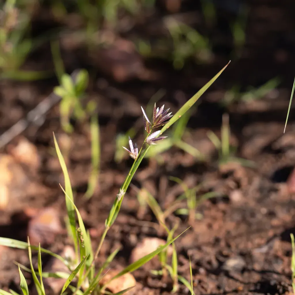 Eragrostis Basedowii
