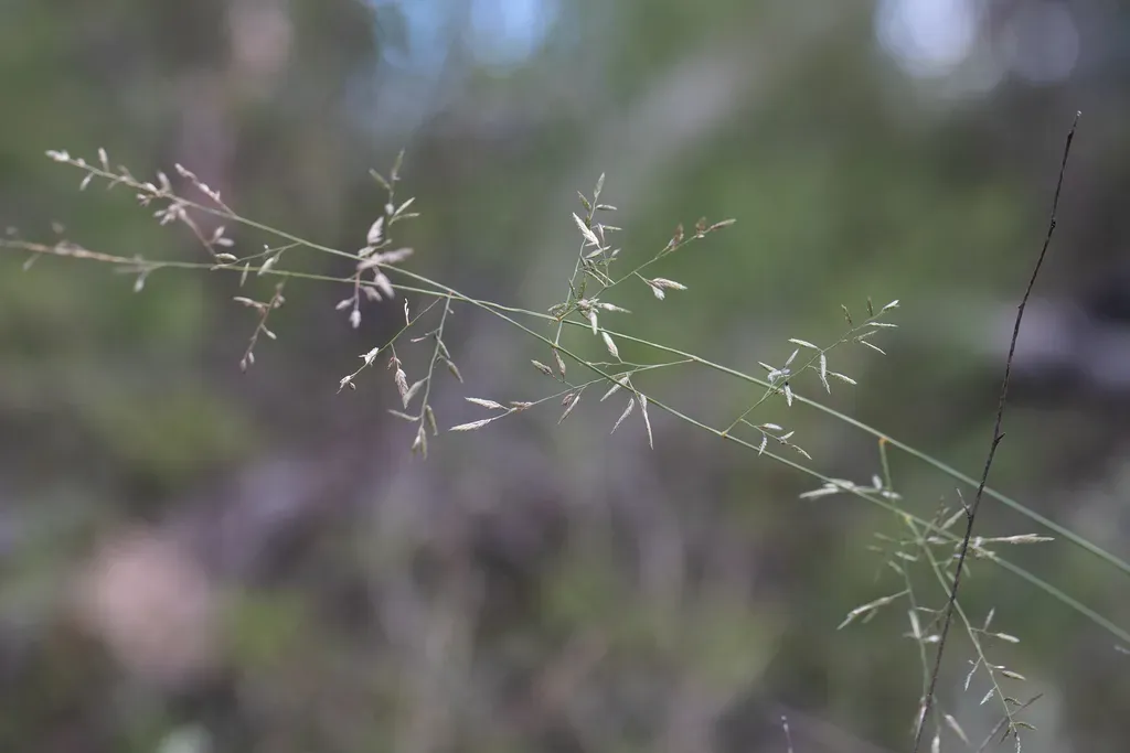 Eragrostis Alveiformis