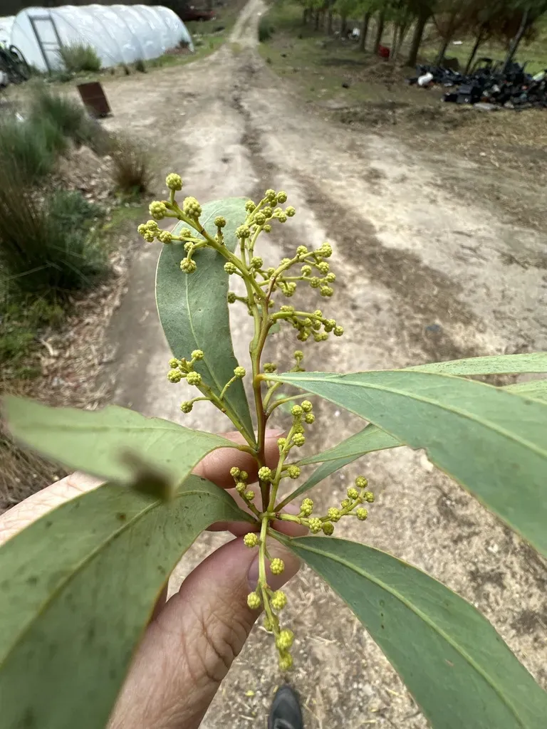 Large-leaf Hickory-wattle