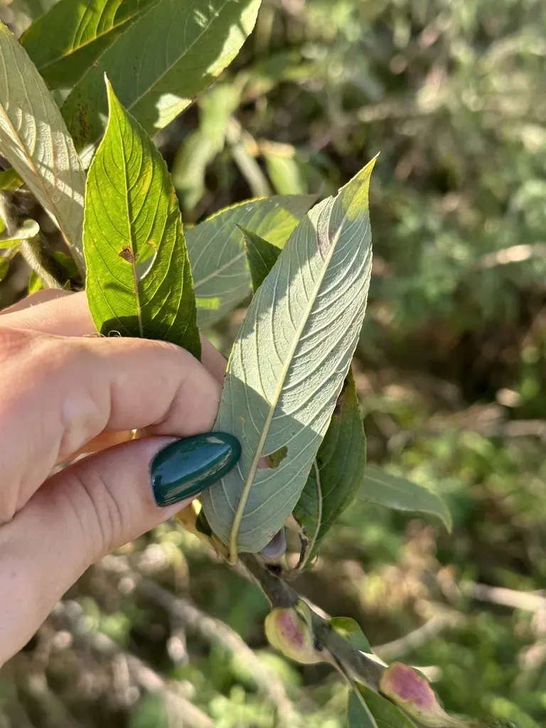 Rose-gold Pussy Willow