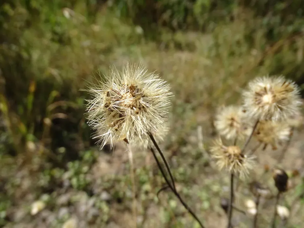 Mexican Arnica