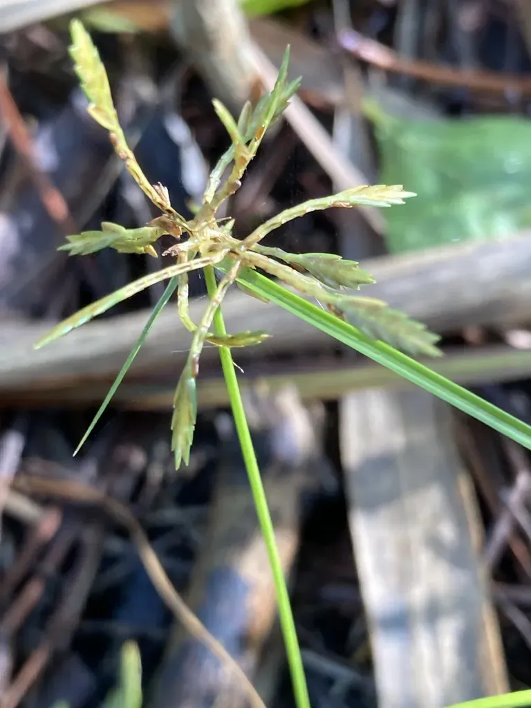 Fern Flatsedge