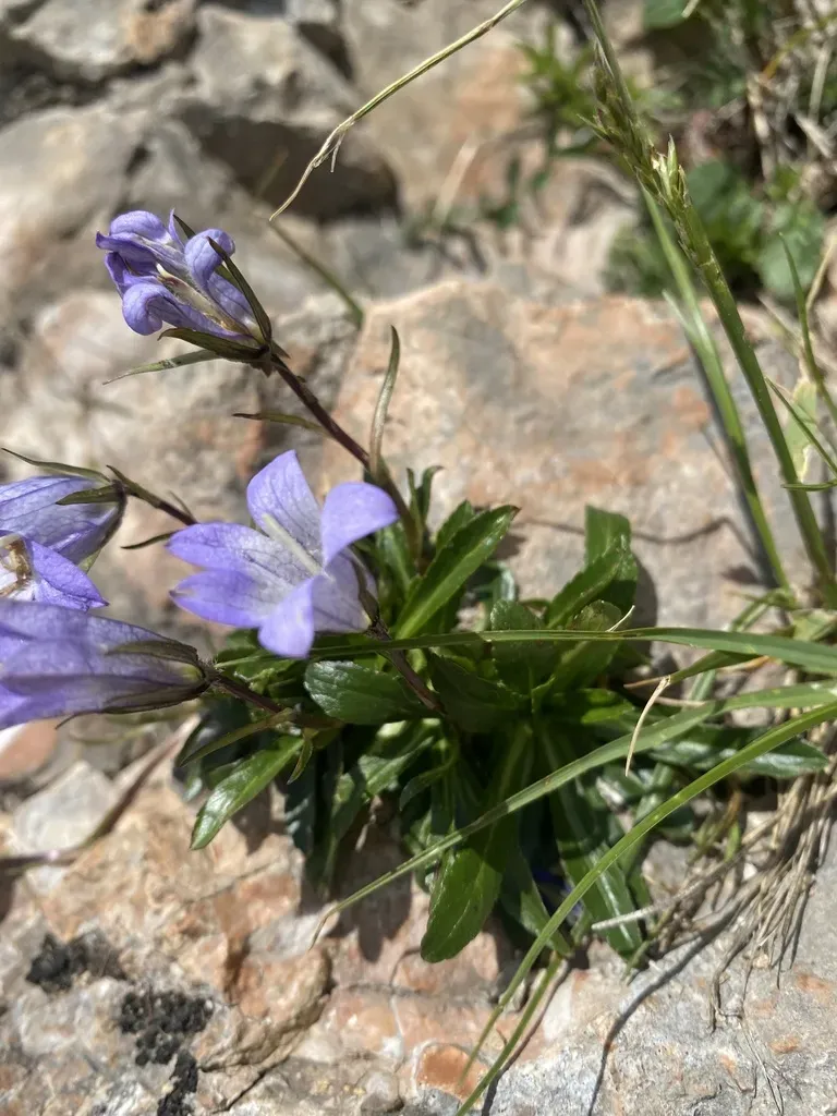 Campanula Ciliata