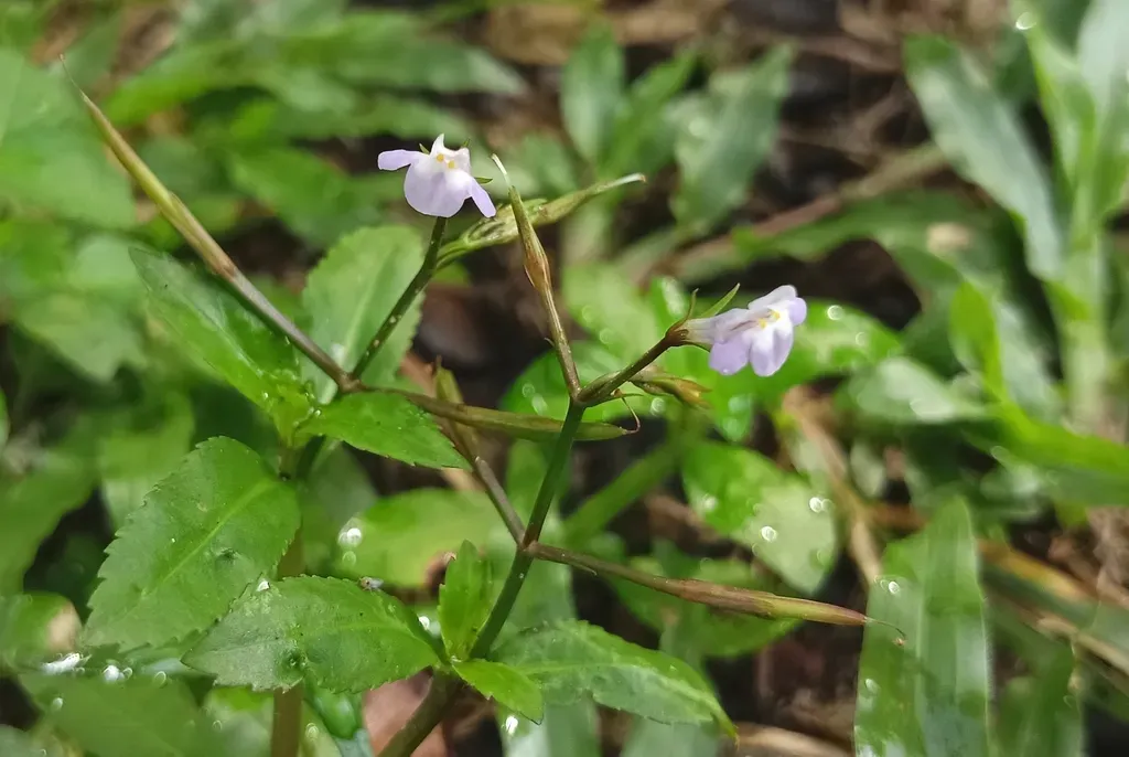 Bonnaya Sanpabloensis