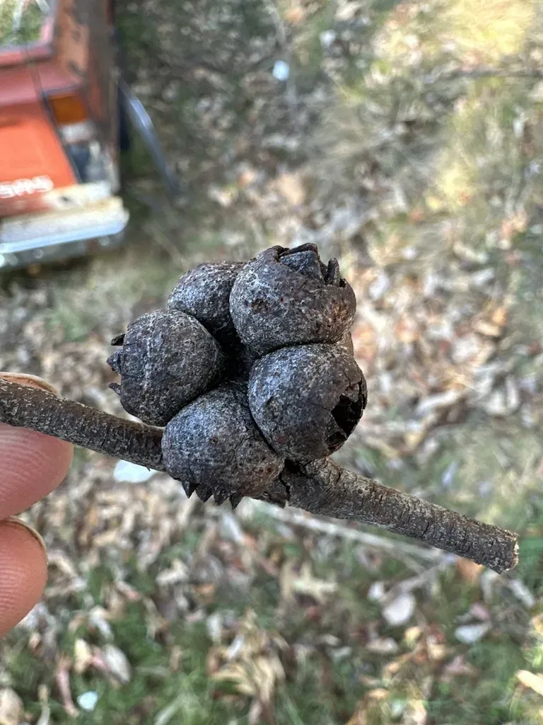 Eucalyptus Blaxlandii