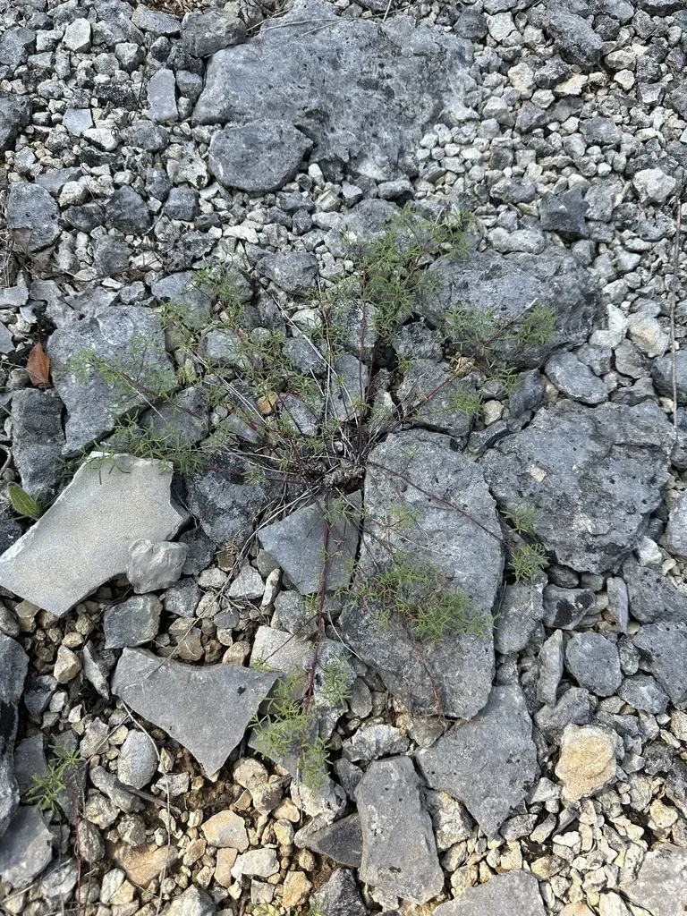 Gattinger Prairie Clover