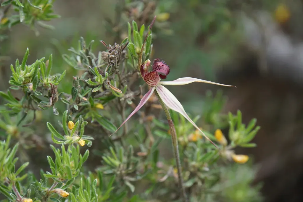 Veined Spider Orchid