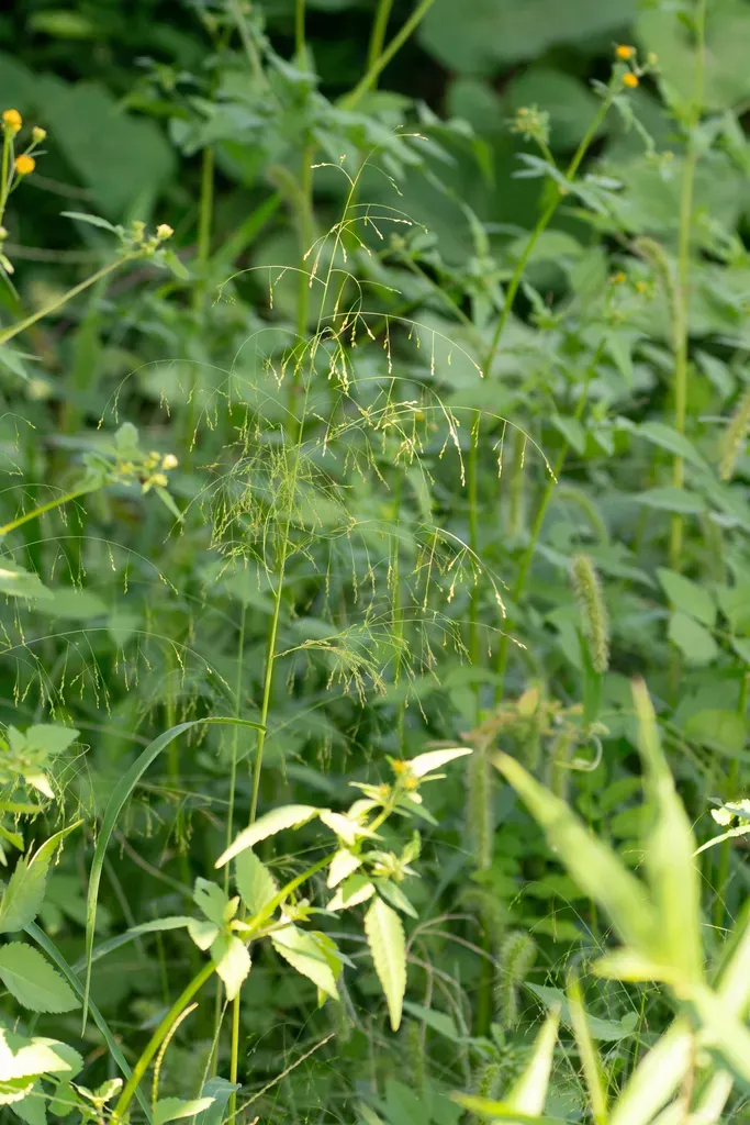 Panicum Bisulcatum