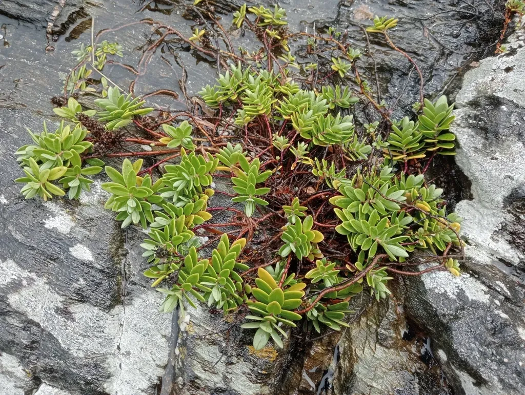 Chatham Island Koromiko