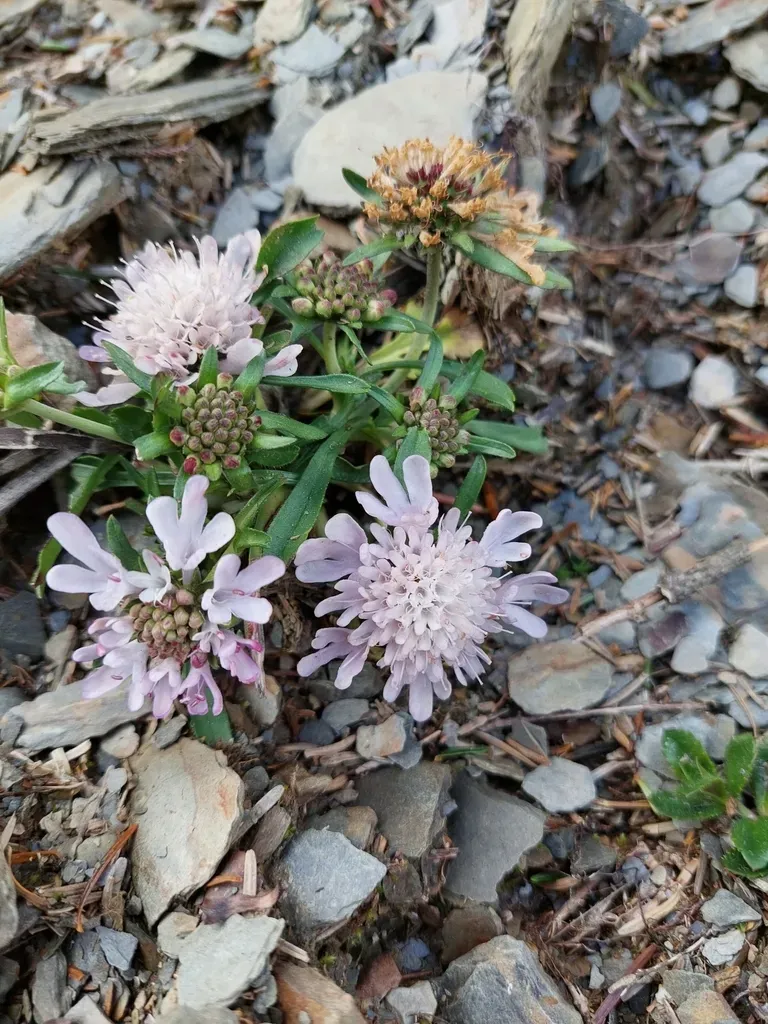 Scabiosa Lacerifolia