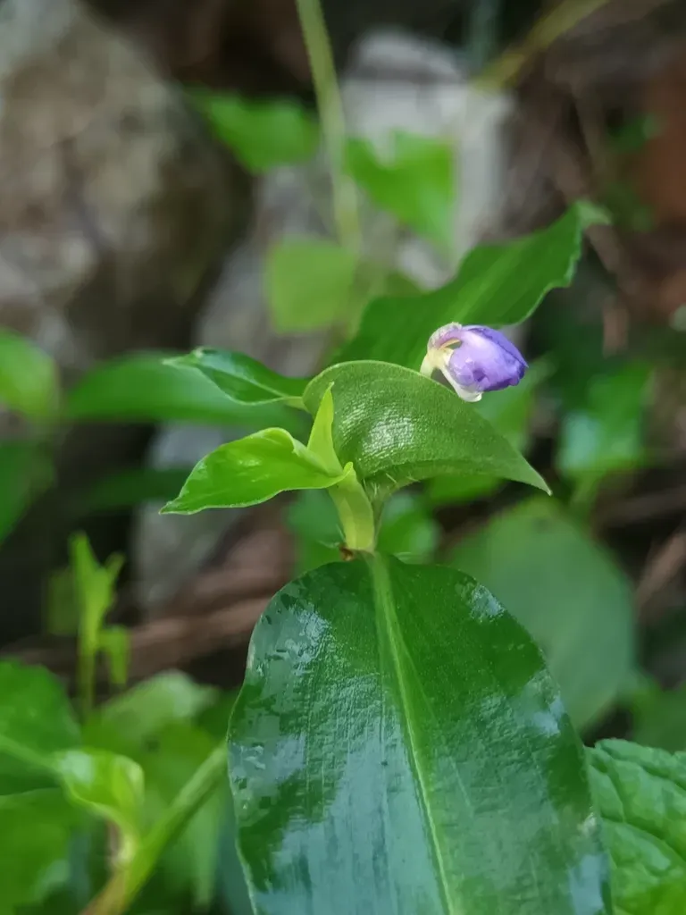 Commelina Maculata