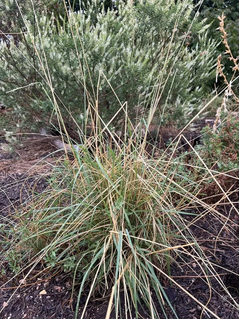 Texas Cupgrass