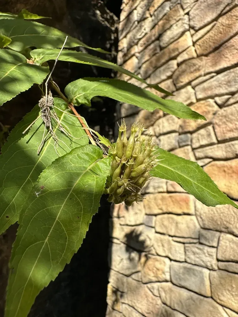Mountain Bush Honeysuckle