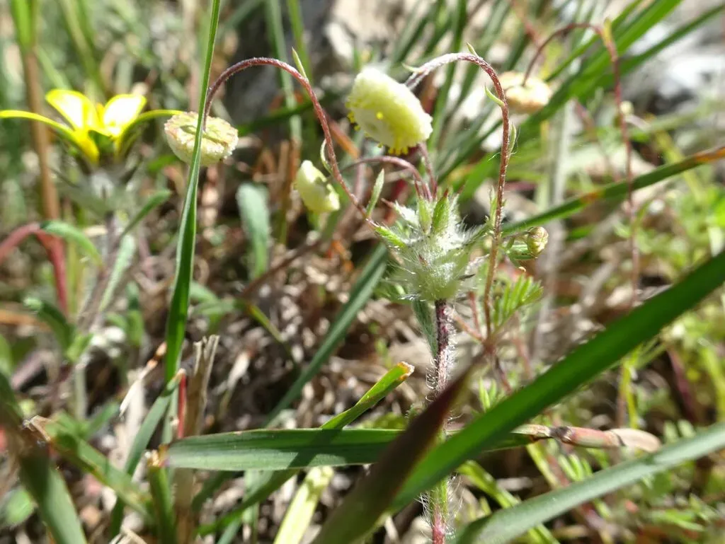 Weedy Buchu Boneseed