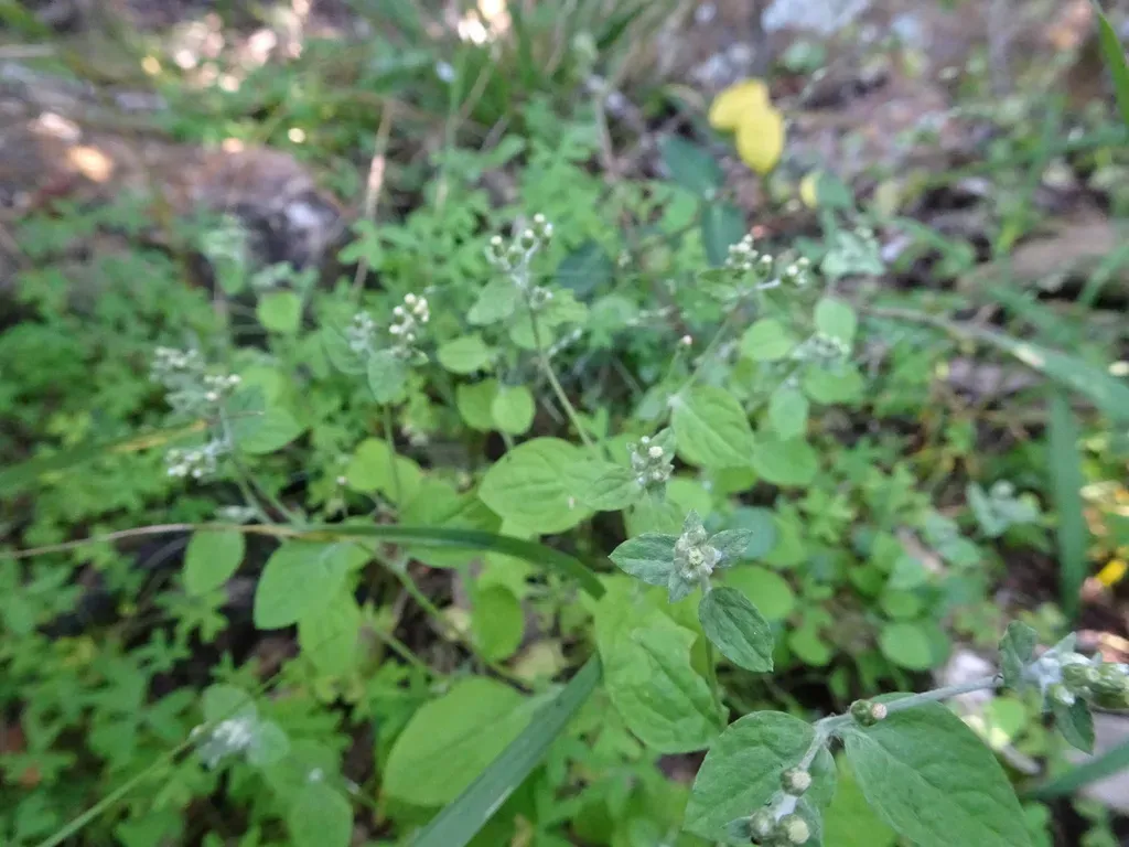 Troglophyton Capillaceum