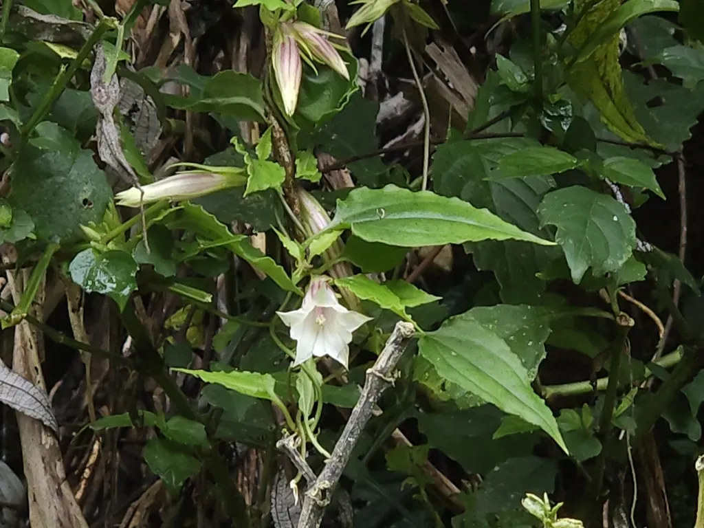 Tripterospermum Taiwanense