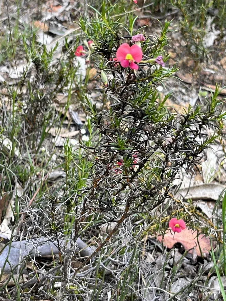 Needle-leaved Chorizema
